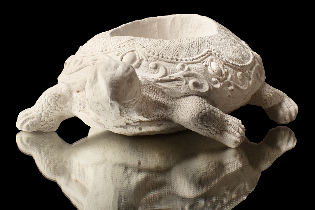 SUCULENTA TORTUGA
