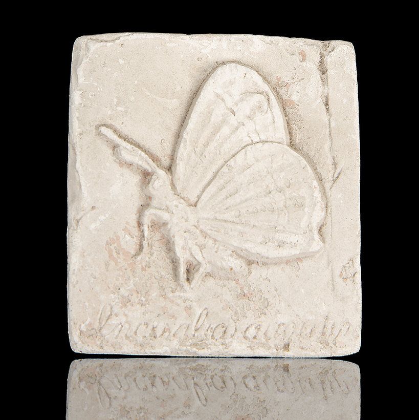 CUADRO DE MARIPOSA