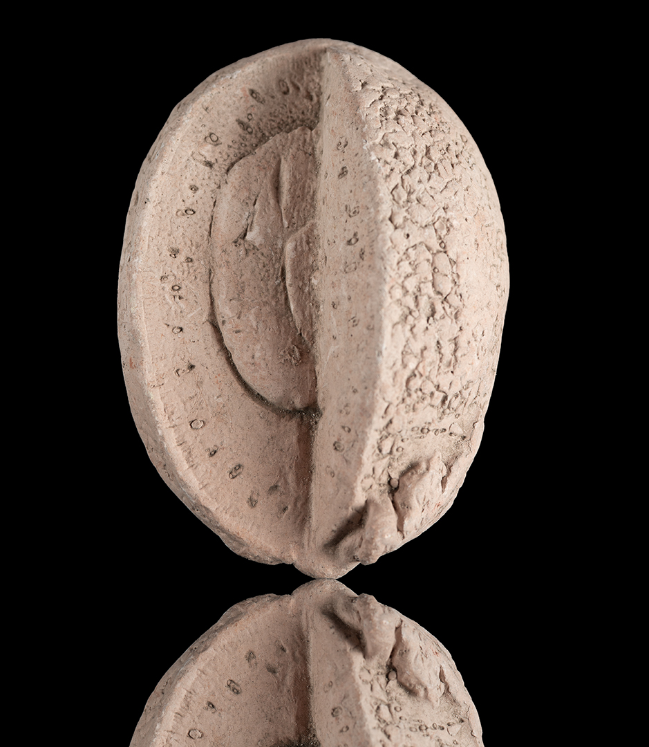 Palta