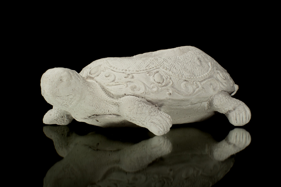 SUCULENTA TORTUGA